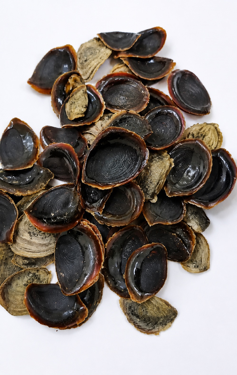 Operculum Onycha